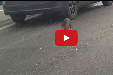 قط يتسبب بعدة حوادث