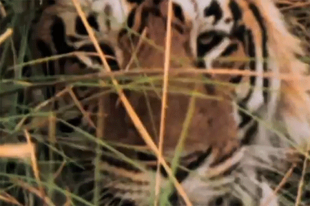 النمر والغزال