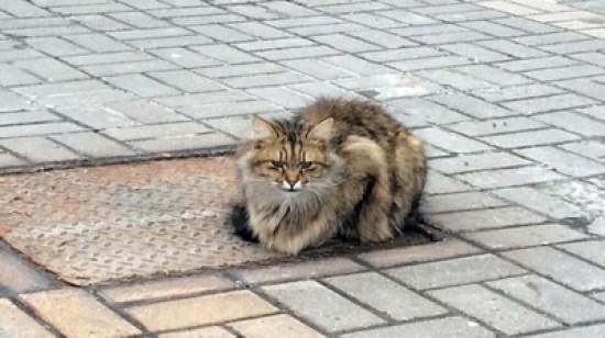 قصة قطة "وفية".. تنتظر صاحبها منذ عام في نفس المكان!