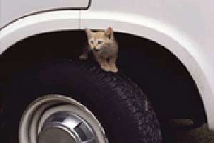 قطة داخل محرك سيارة لمدة تزيد عن ثلاثة ايام 