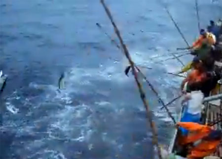 اغرب طريقة لصيد الاسماك