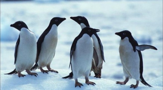 جامعة أوكسفورد تبحث عن متطوعين لعد "طيور البطريق"