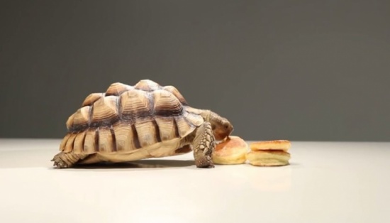 فيديو: السلحفاة تستبدل الأعشاب بالفطائر