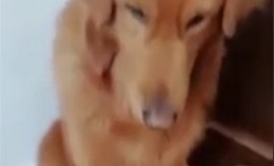 بالفيديو : كلبة تفضل صغارها على نفسها في مشهد مؤثر بالفيديو : كلبة تفضل صغارها على نفسها في مشهد مؤثر