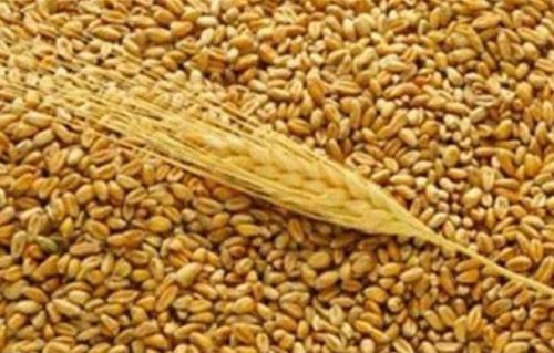 الأردن يطرح مناقصة لشراء 100 ألف طن من قمح الطحين الأردن يطرح مناقصة لشراء 100 ألف طن من قمح الطحين