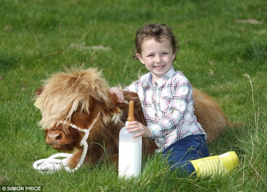 بالصور.. أصغر راعية أبقار في اسكتلندا