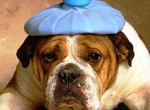 أميركية تتبنى كلبًا من مصر