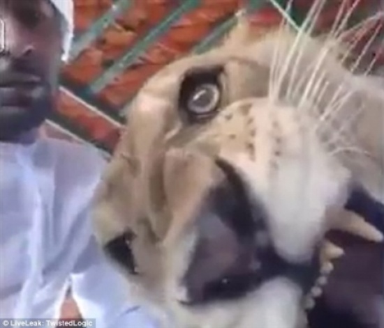 شاهد.. أسد يهاجم الكاميرا خلال التقاط «سيلفي» له