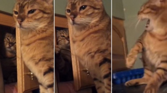 شاهد.. قط في حالة تأمل يتلقى لكمة غدر من آخر حقود