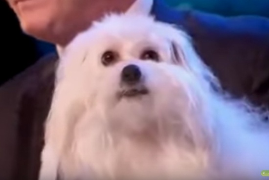 فيديو /  الكلب الذي حير العالم يتكلم جميع اللغات