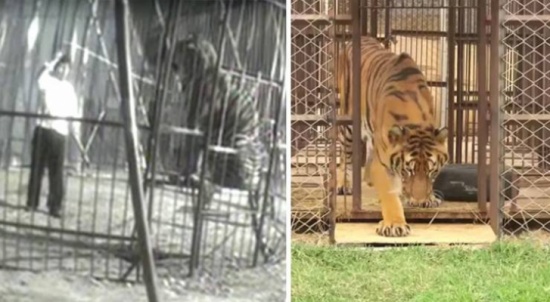 فيديو| سُجن في قفص طوال حياته.. وعندما خرج منه لأول مرة هذا ما حدث!