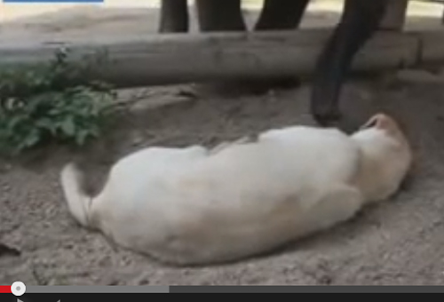 فيل يحاول إيقاظ كلب كسول