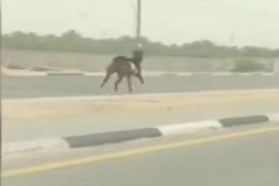 فيديو.. مطاردة سيارات لحصان أسقط فارسه