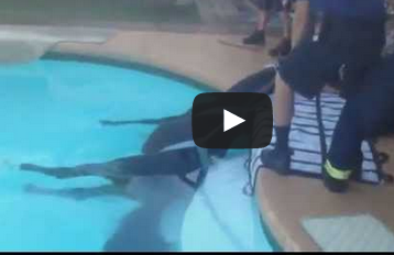 حصان نائم في حوض سباحة