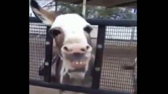 طفل يطلب من حمار أن يبتسم فيستجيب بابتسامة