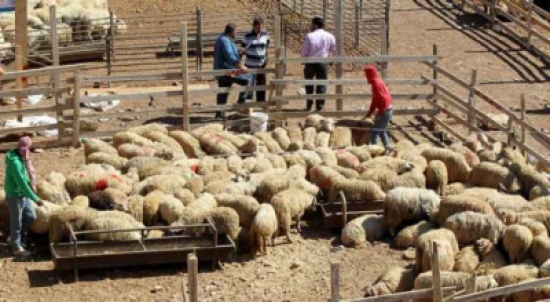 "الأمانة" تباشر بتحديد وتجهيز مواقع بيع الأضاحي "الأمانة" تباشر بتحديد وتجهيز مواقع بيع الأضاحي