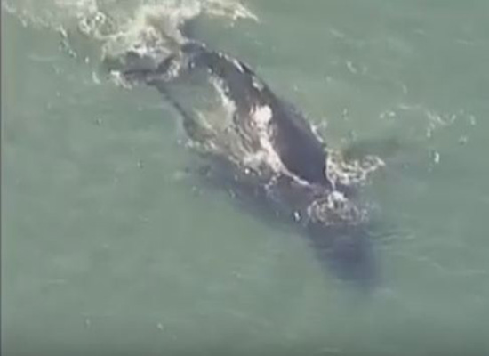 بالفيديو: حوت صغير ينقذ أمه من المياه الضحلة