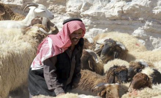 حيازات وهمية... تلاعب بالدعم الزراعي في الأردن