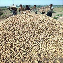 الزراعة لا تمانع من استيراد البطاطا المصرية الزراعة لا تمانع من استيراد البطاطا المصرية