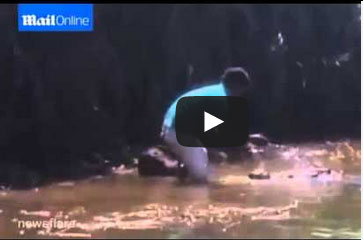 رجل يخاطر بحياته ليقبل تمساحاً