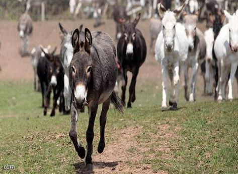 يحدث في الاردن ..مشعوذ: بعت قطع من "أدمغة الحمير"  لنساء بمبالغ طائلة !!