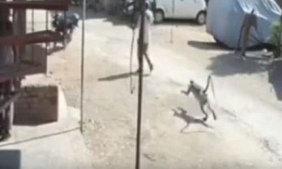 شاهد: ركلة طائرة مزدوجة من قرد تطيح برجل هندي