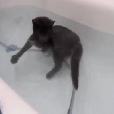 قط يسبح في الحوض