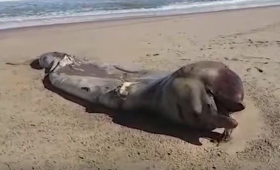 بالفيديو.. كائن بحري غريب الأطوار يثير حيرة العلماء!