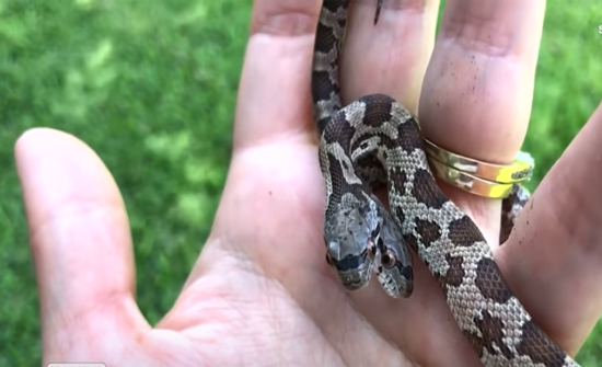 بالفيديو : مشاهد مثيرة.. امرأة تربي أفعى برأسين!