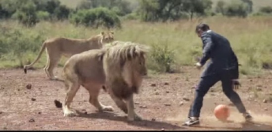 يلعب كرة قدم مع مجموعة من الأسود !