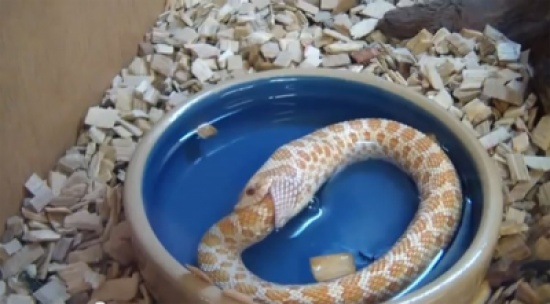 " الجوع كــافر "  أفعـى  تـأكل  نفسها !!!      ( فيـــديـو)