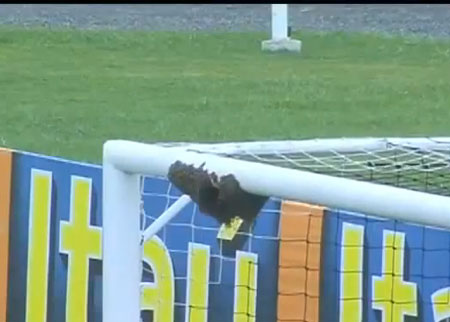 خلية نحل على عارضة المرمى