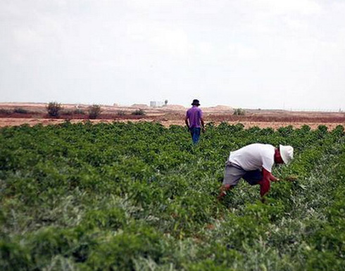 دعوة المزارعين الاستعداد للمنخفض الجوي المقبل دعوة المزارعين الاستعداد للمنخفض الجوي المقبل