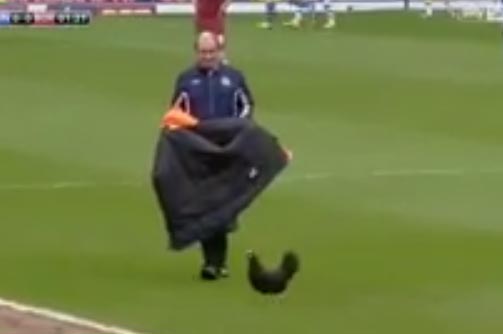 ديك يقتحم الملعب