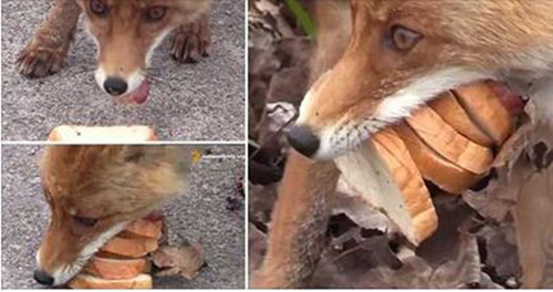 ذئب جائع يلتهم سندوتش ضخم أمام طاقم تصوير