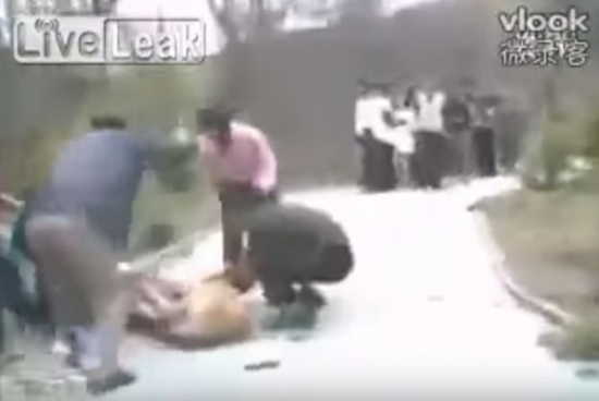 بالفيديو.. لحظة إنقاذ فتاة من بين فكي الأسد بالفيديو.. لحظة إنقاذ فتاة من بين فكي الأسد