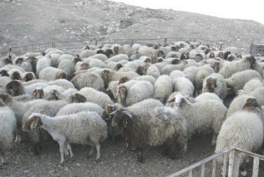 الأمانة تمدد فترة استقبال الطلبات للحصول على حظائر لبيع وذبح الاضاحي