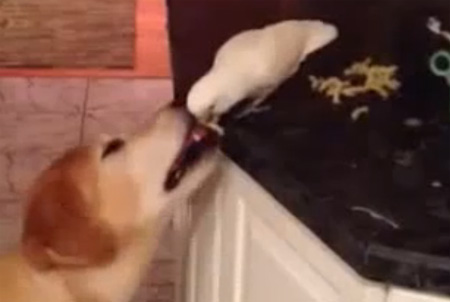 طريف لببغاء يطعم كلب