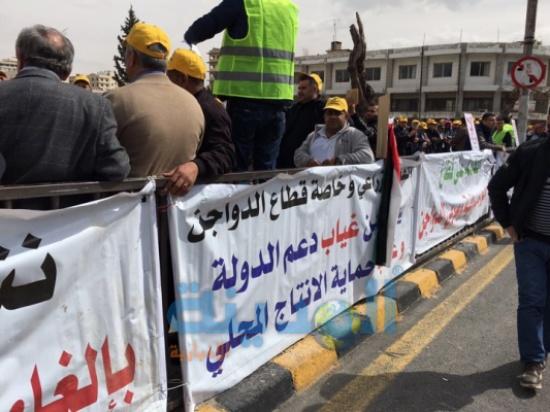 بالصور : ابقار ودجاج في اعتصام المزارعين امام النواب بالصور : ابقار ودجاج في اعتصام المزارعين امام النواب