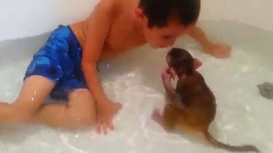 شاهد..  قرد يستحم مع طفل