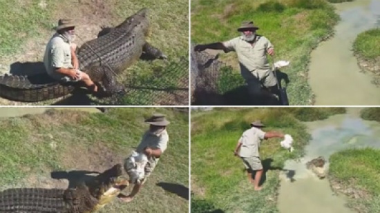 شاهد: نزهة قصيرة على ظهر تمساح!