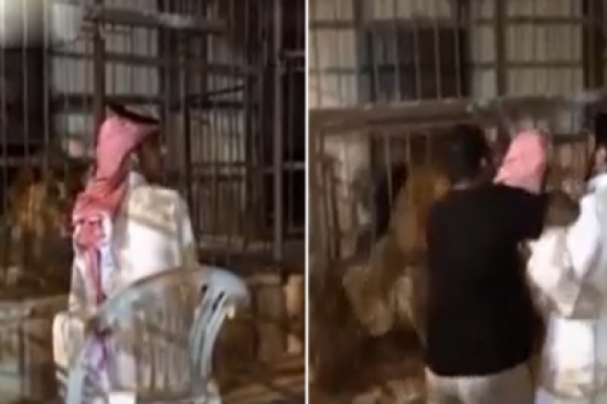 شاهد.. شابان حاولا وضع صديقهما داخل قفص الاسود