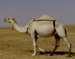ناقة الزعيم الليبي تغادر صنعاء بطائرة خاصة ناقة الزعيم الليبي تغادر صنعاء بطائرة خاصة