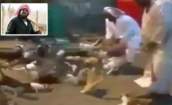 شاهد: ردة فعل عشرات القطط عندما رأت مسن سعودي تعود يطعمها