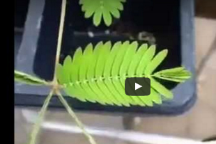 شاهد .. النبتة الخجولة " تغلق اذا لمستها "