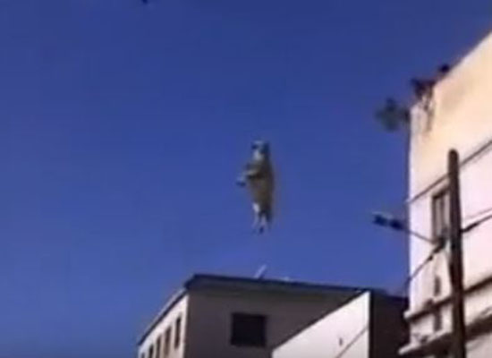 بالفيديو: خروف تعلق بأسلاك الكهرباء من شدة الخوف في اول أيام العيد