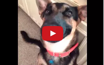 فيديو | جديد المقاطع المنوعة والطريفة