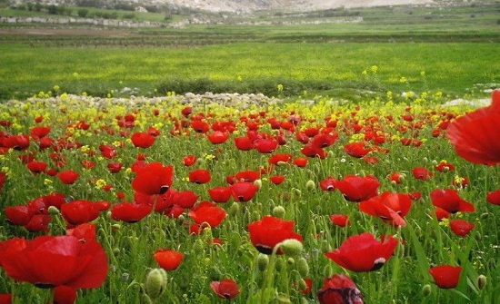 الخميس : اجواء ربيعية دافئة