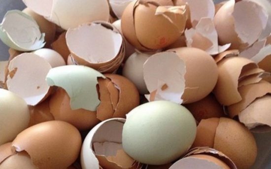 طلاب في الرمثا يرشقون مديرية التربية بالبيض والبندورة احتجاجاً ...