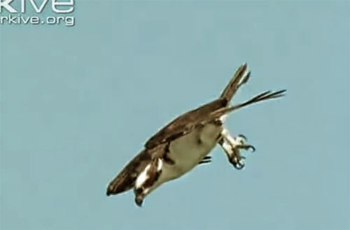 الفيديو الذي أبهر الملايين